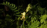 Vicia balansae