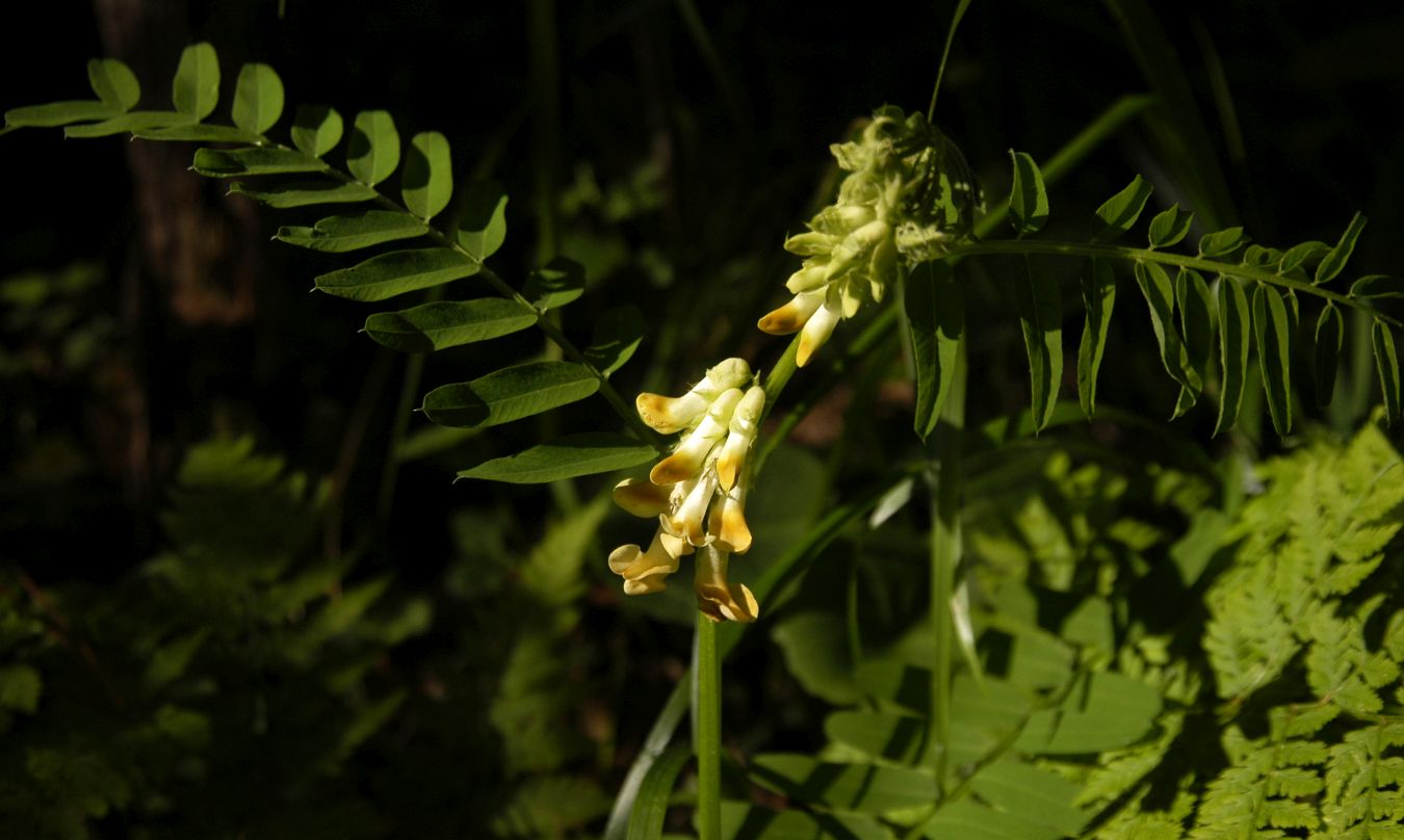 Image of Vicia balansae specimen.