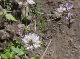 Securigera varia. Верхушка цветущего растения. Горный Крым, гора Южная Демерджи. 21.06.2009.