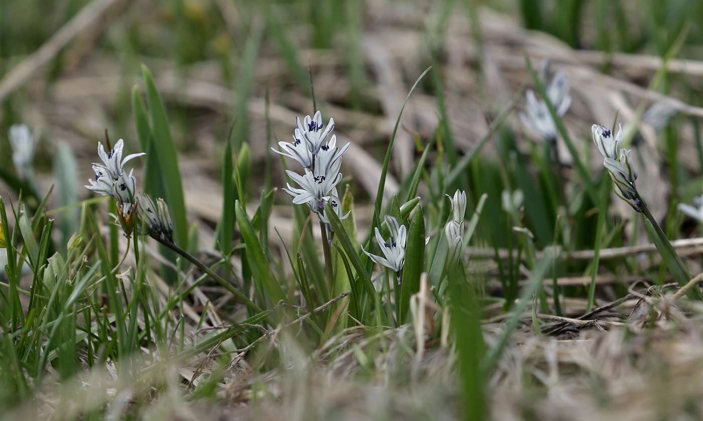 Изображение особи Scilla puschkinioides.