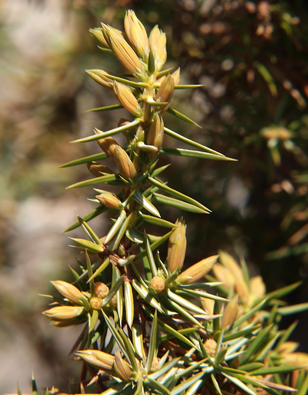 Image of Juniperus oblonga specimen.