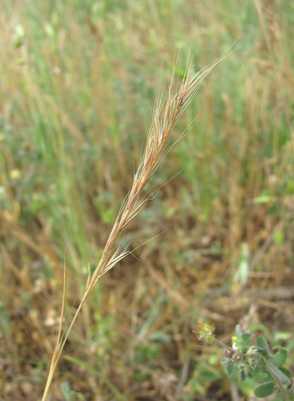 Image of Vulpia ciliata specimen.