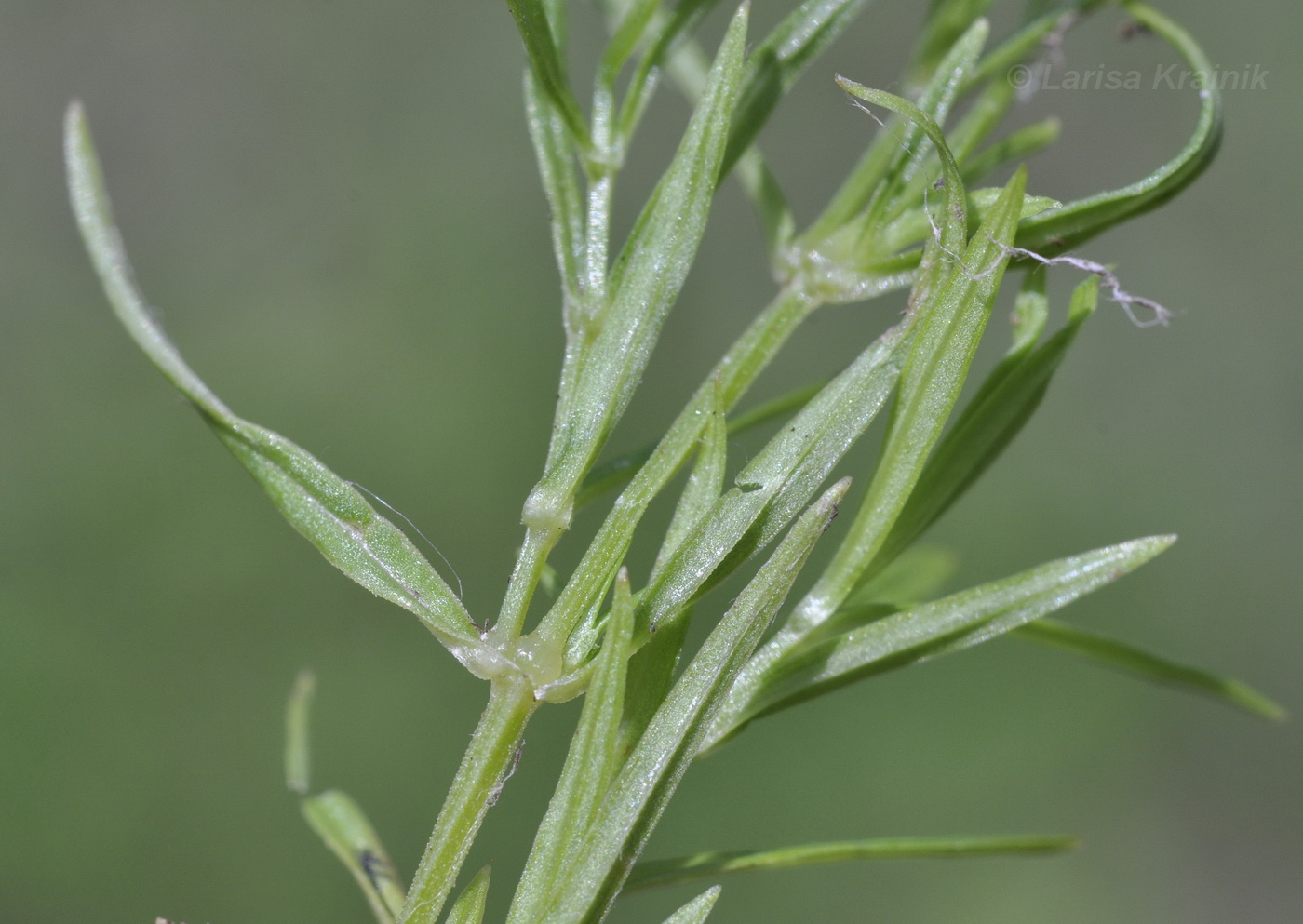 Изображение особи Stellaria longifolia.