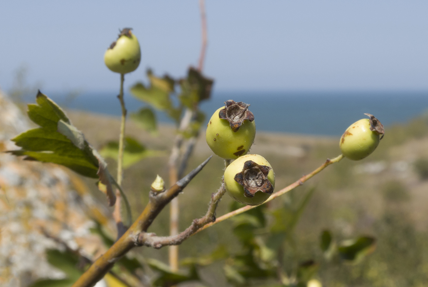 Image of genus Crataegus specimen.