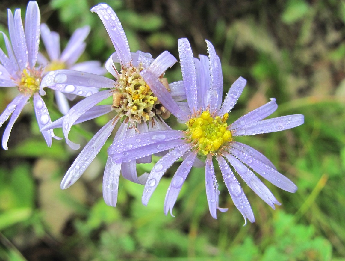 Изображение особи Aster bessarabicus.