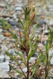 Erigeron politus