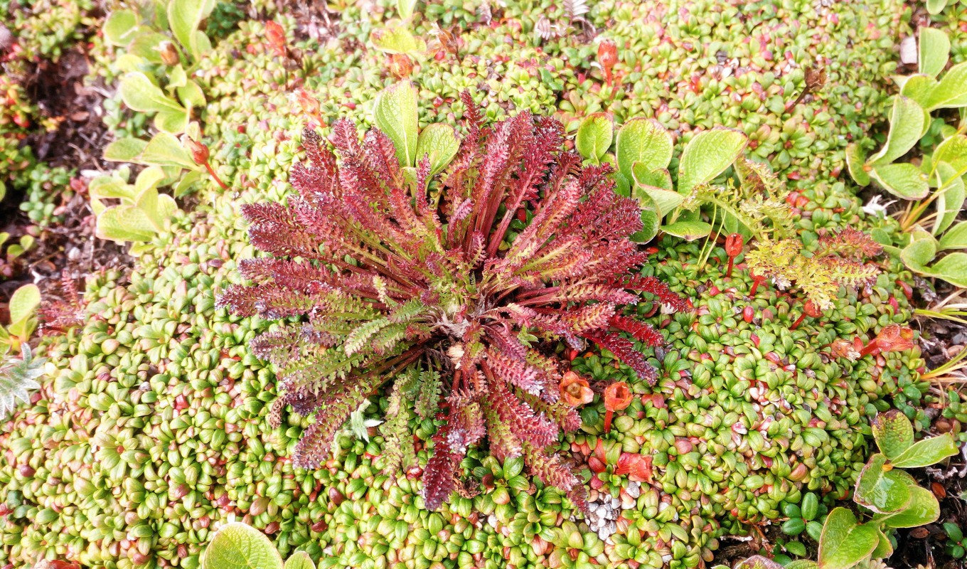 Изображение особи род Pedicularis.