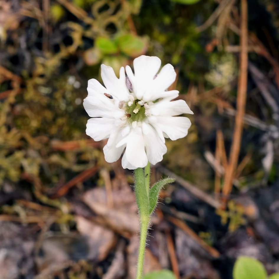 Изображение особи Gastrolychnis saxatilis.