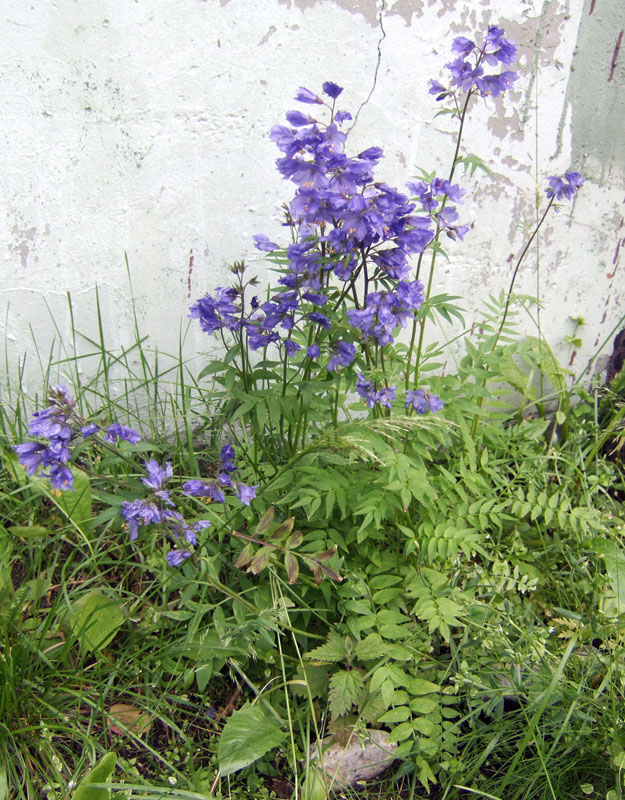 Image of genus Polemonium specimen.