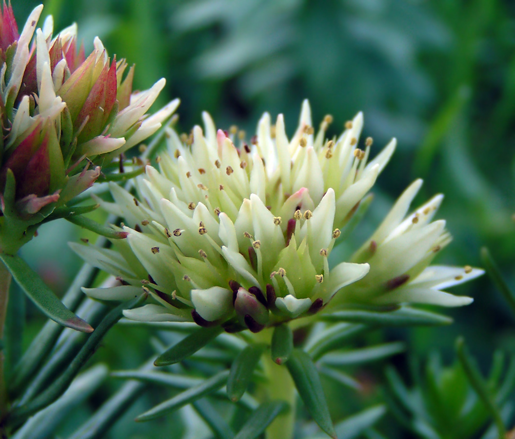 Image of Rhodiola algida specimen.