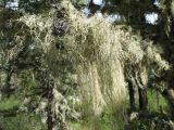 Usnea longissima