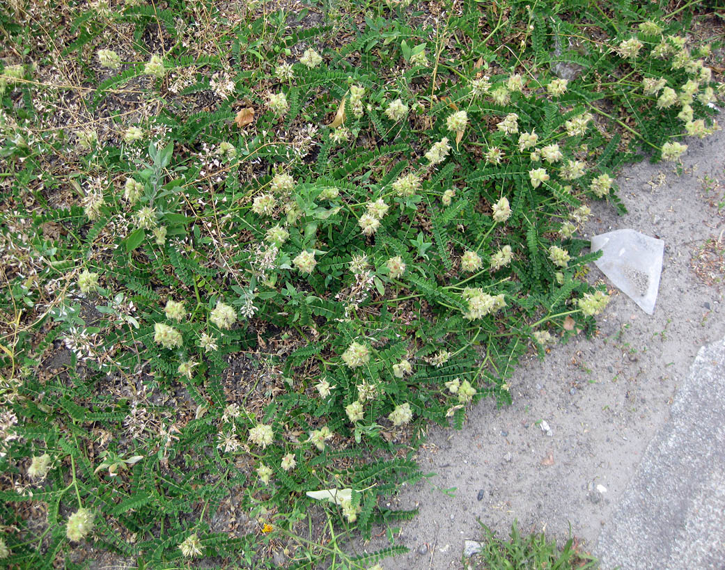 Image of Astragalus cicer specimen.