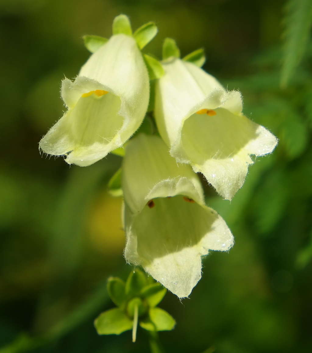 Image of Digitalis ciliata specimen.