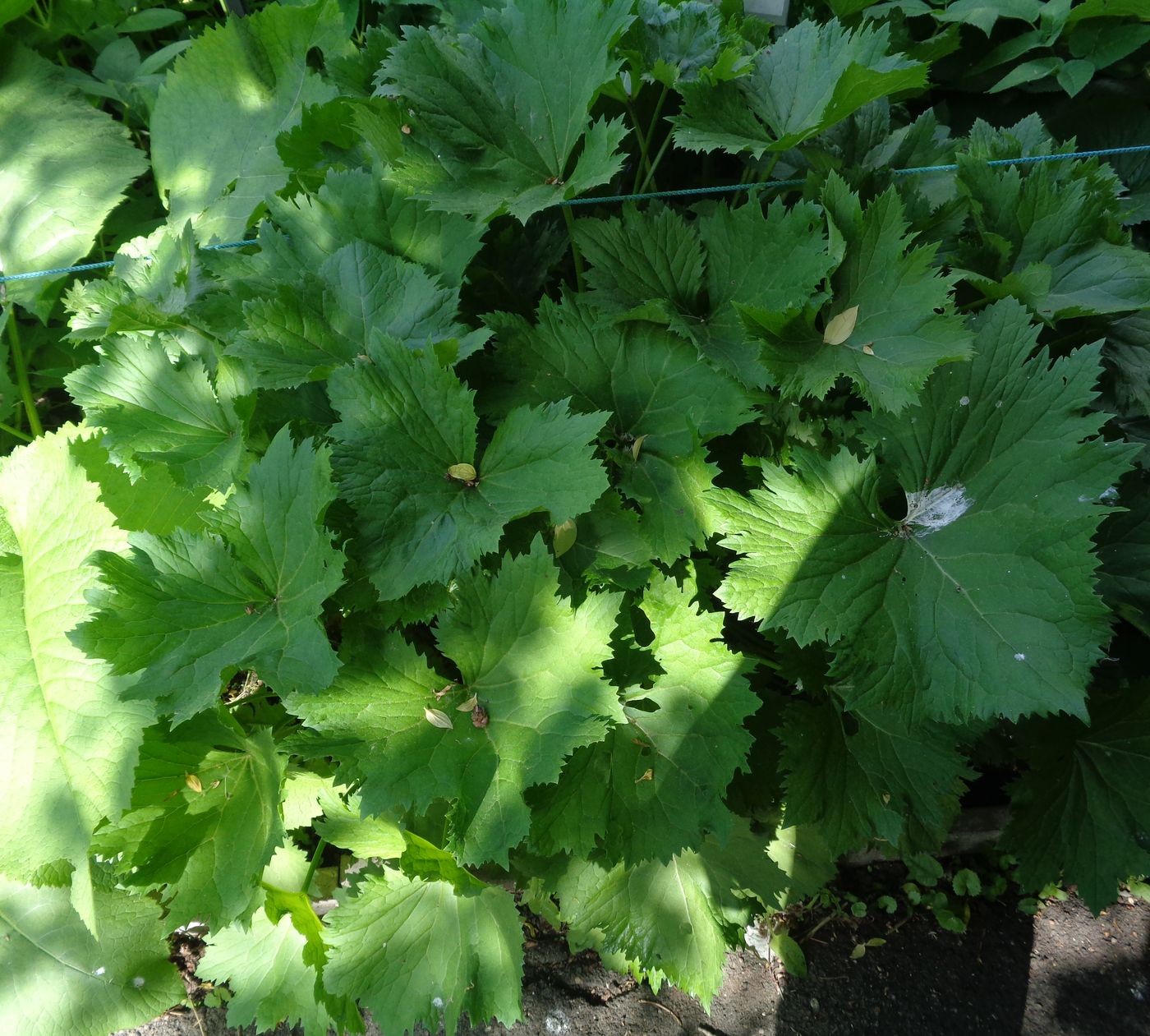 Изображение особи Ligularia stenocephala.