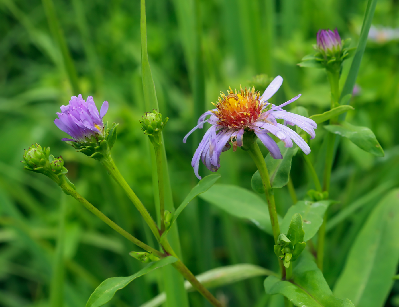 Изображение особи семейство Asteraceae.