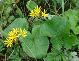 Ligularia hodgsonii. Цветущие растения. Сахалинская обл., Корсаковский р-н, мыс Великан, разнотравный луг. 15.08.2019.