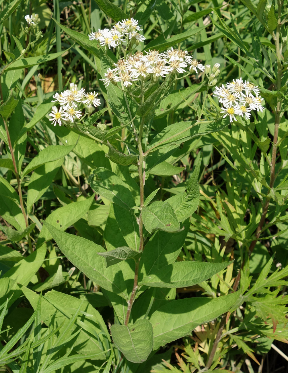 Image of Aster glehnii specimen.