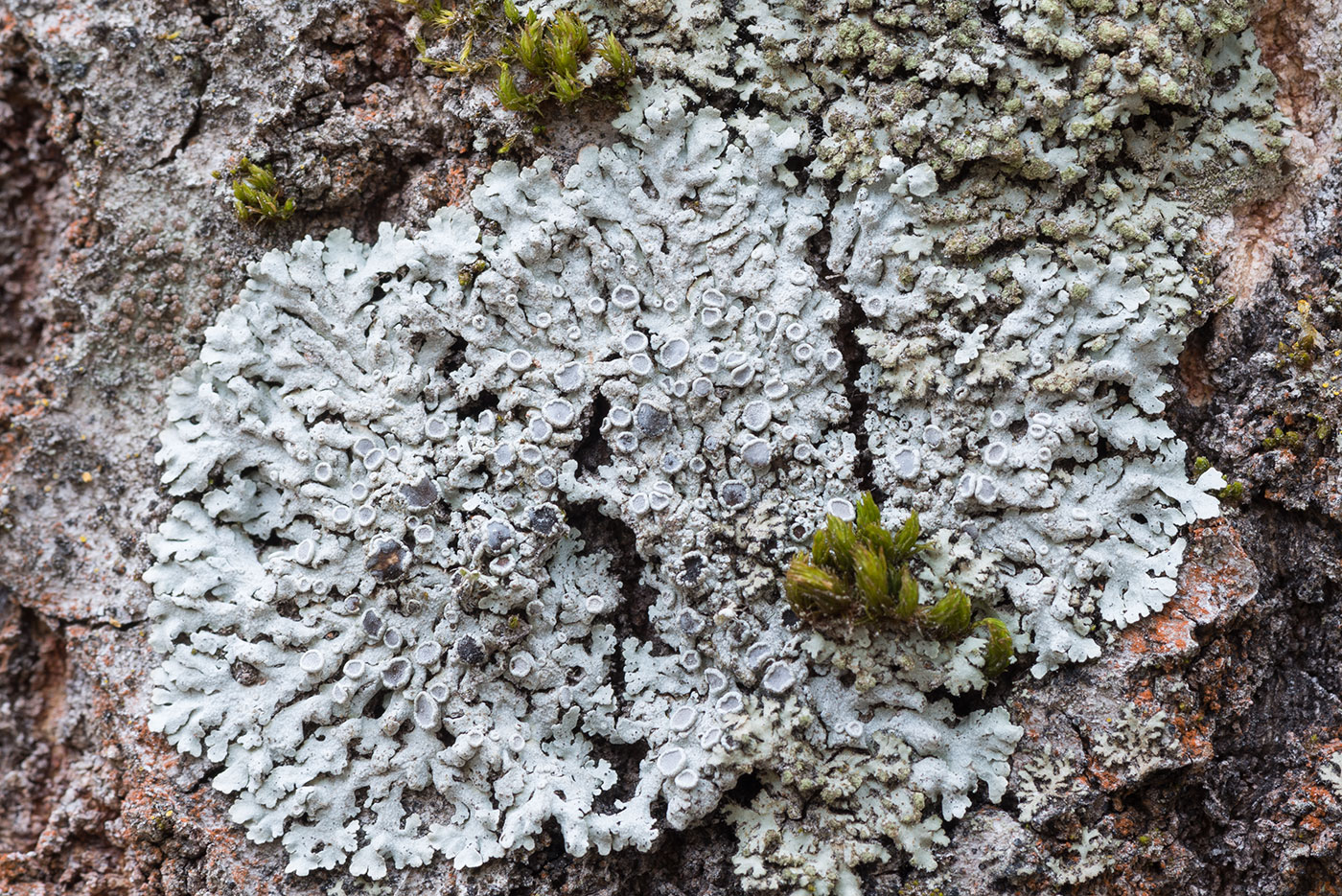 Image of Physcia aipolia specimen.