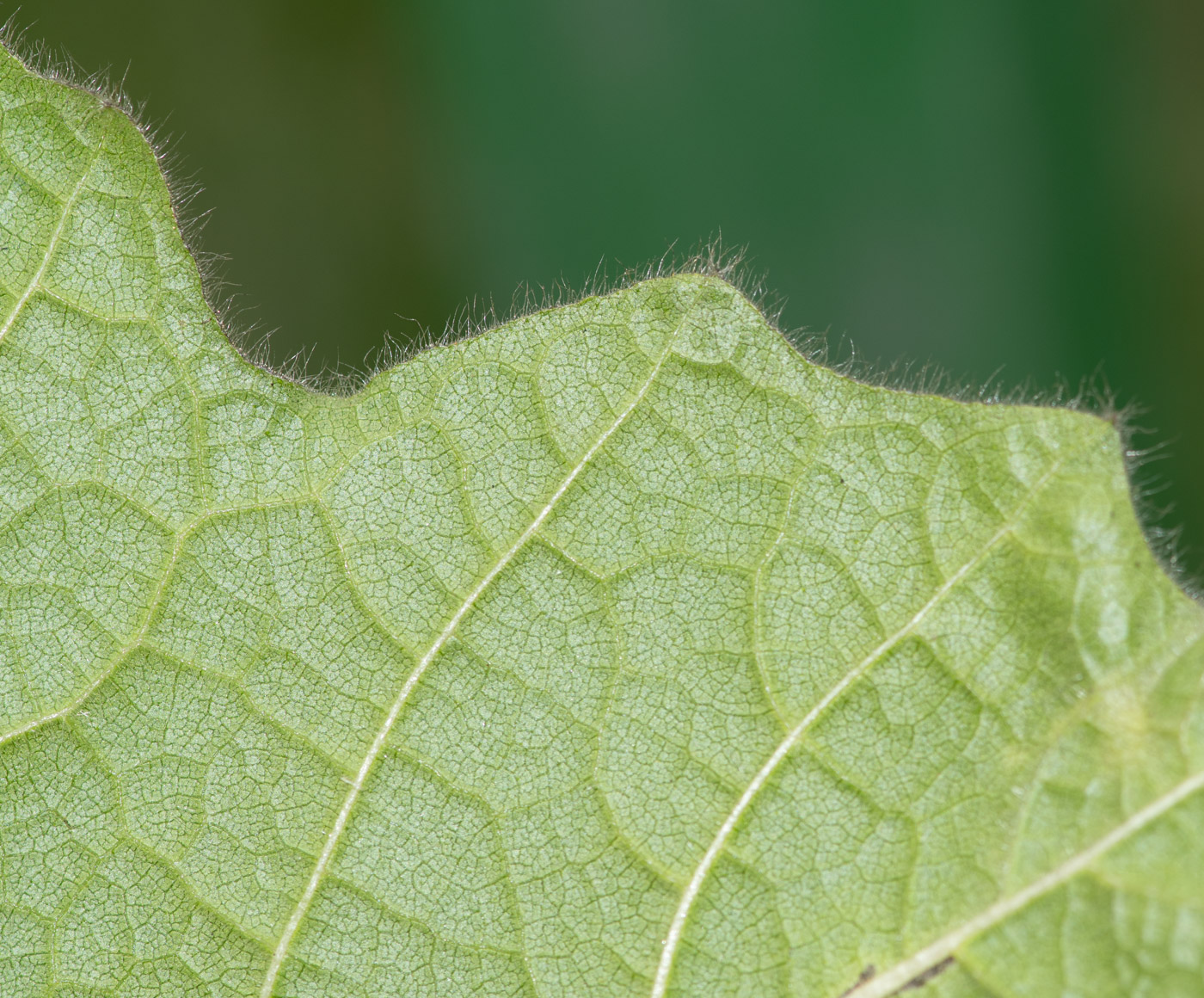 Image of Solanum mammosum specimen.