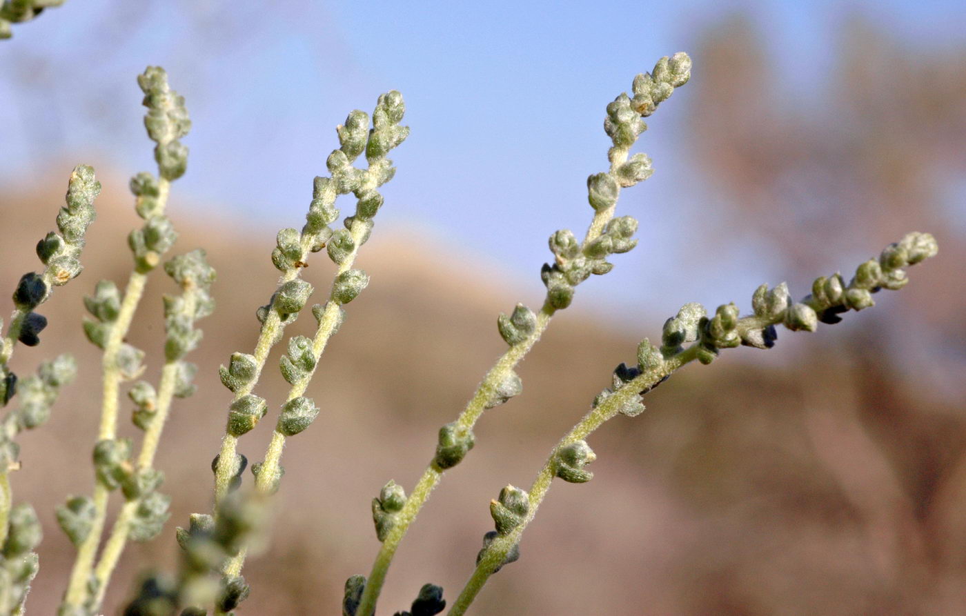 Image of Salsola gemmascens specimen.