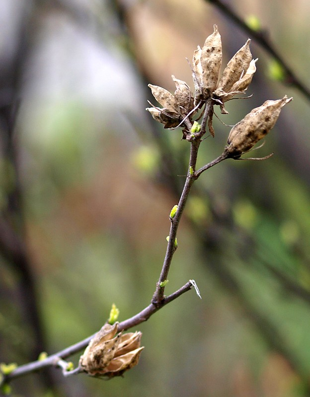 Image of Hibiscus syriacus specimen.