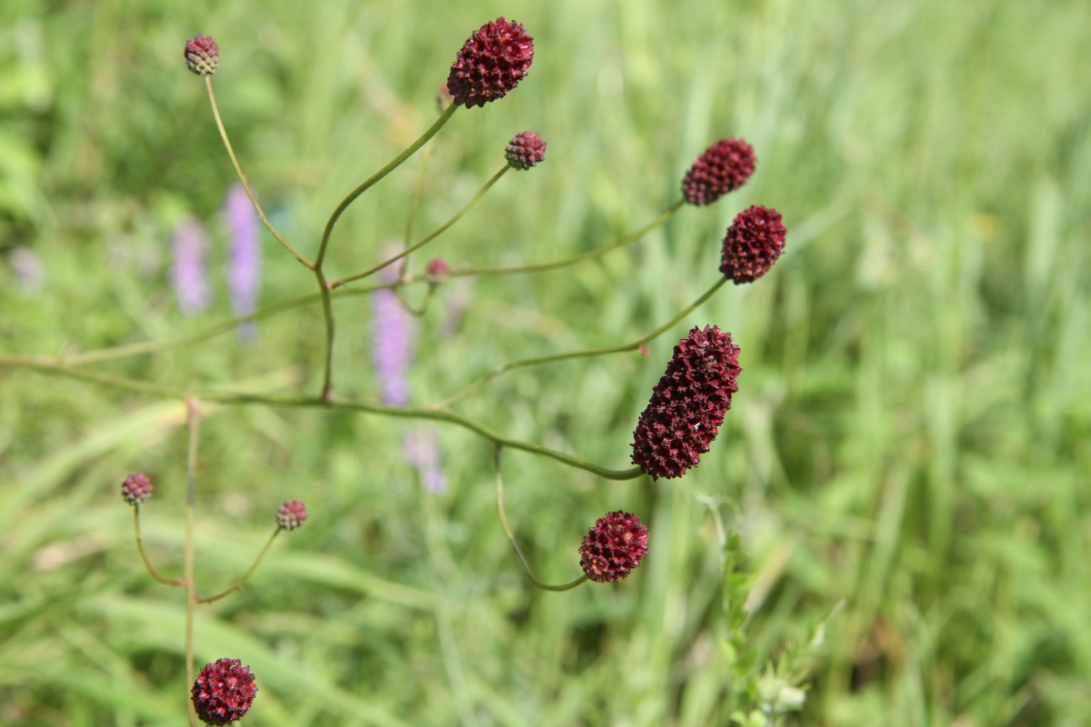 Изображение особи Sanguisorba officinalis.