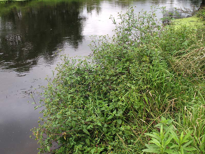 Image of Bidens frondosa specimen.