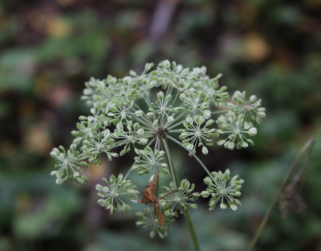 Image of Angelica sylvestris specimen.