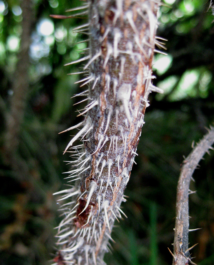 Image of Rosa rugosa specimen.