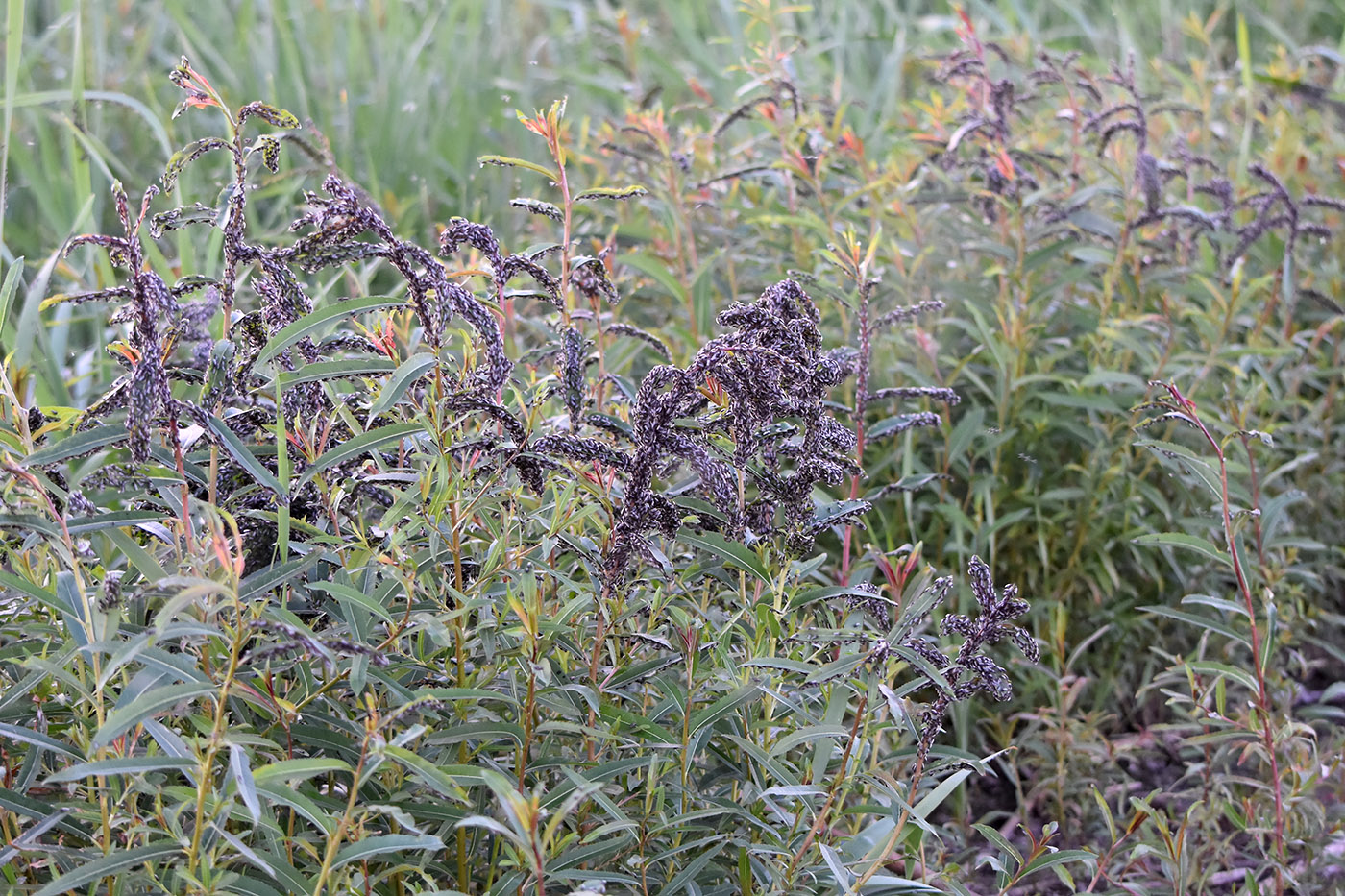 Image of genus Salix specimen.