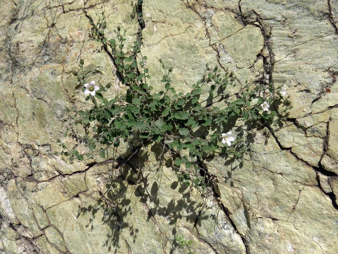 Изображение особи Campanula incanescens.