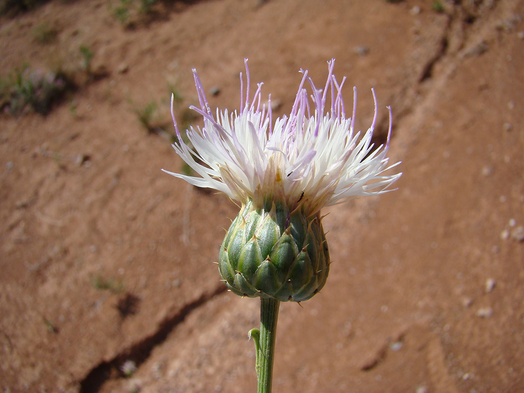 Image of Klasea suffruticulosa specimen.