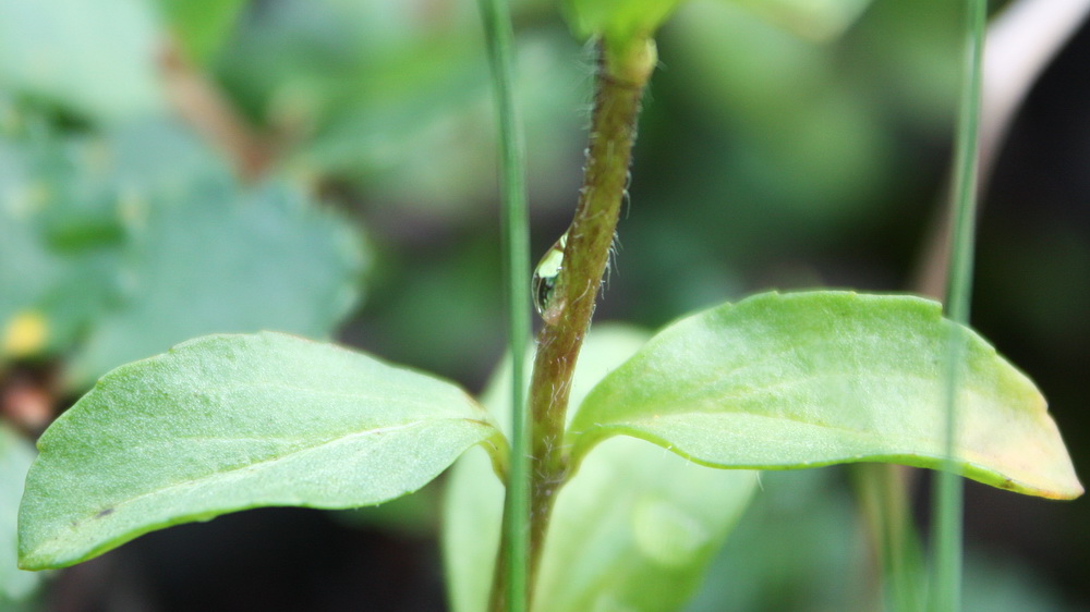 Image of Veronica alpina specimen.