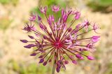 Allium taeniopetalum