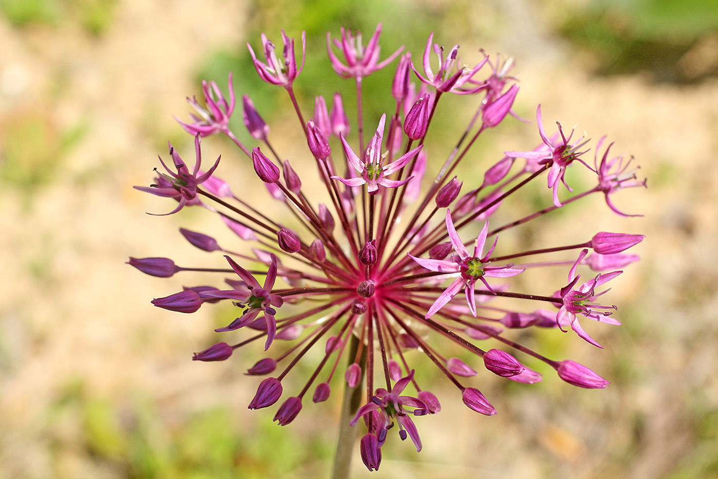 Image of Allium taeniopetalum specimen.