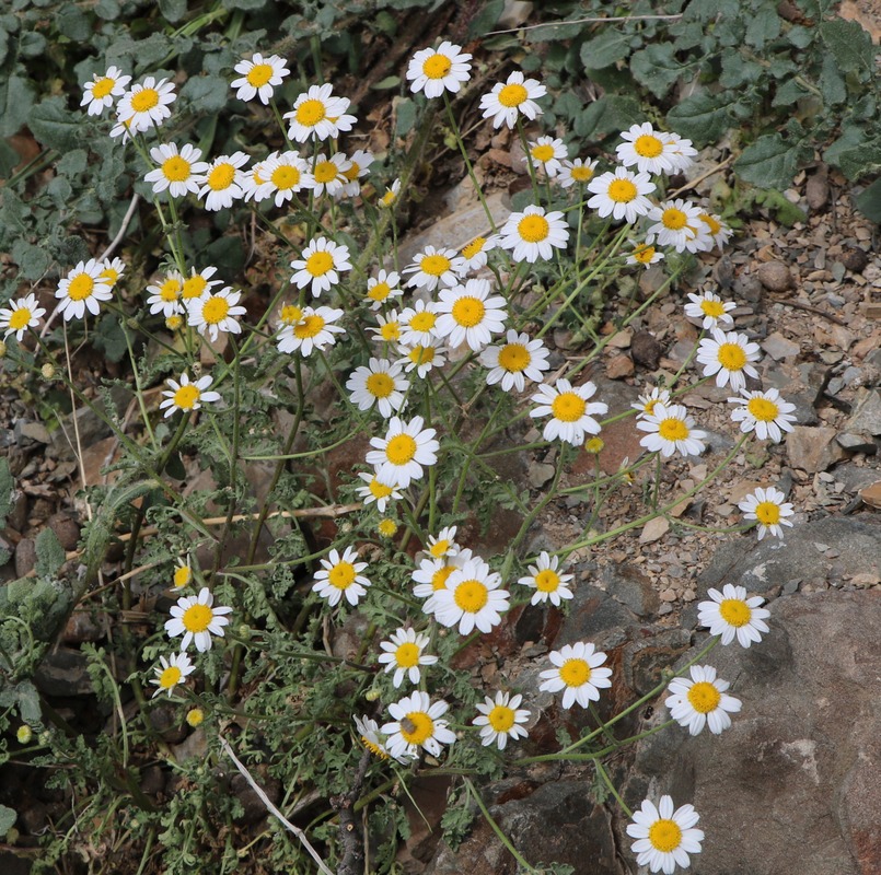 Изображение особи семейство Asteraceae.