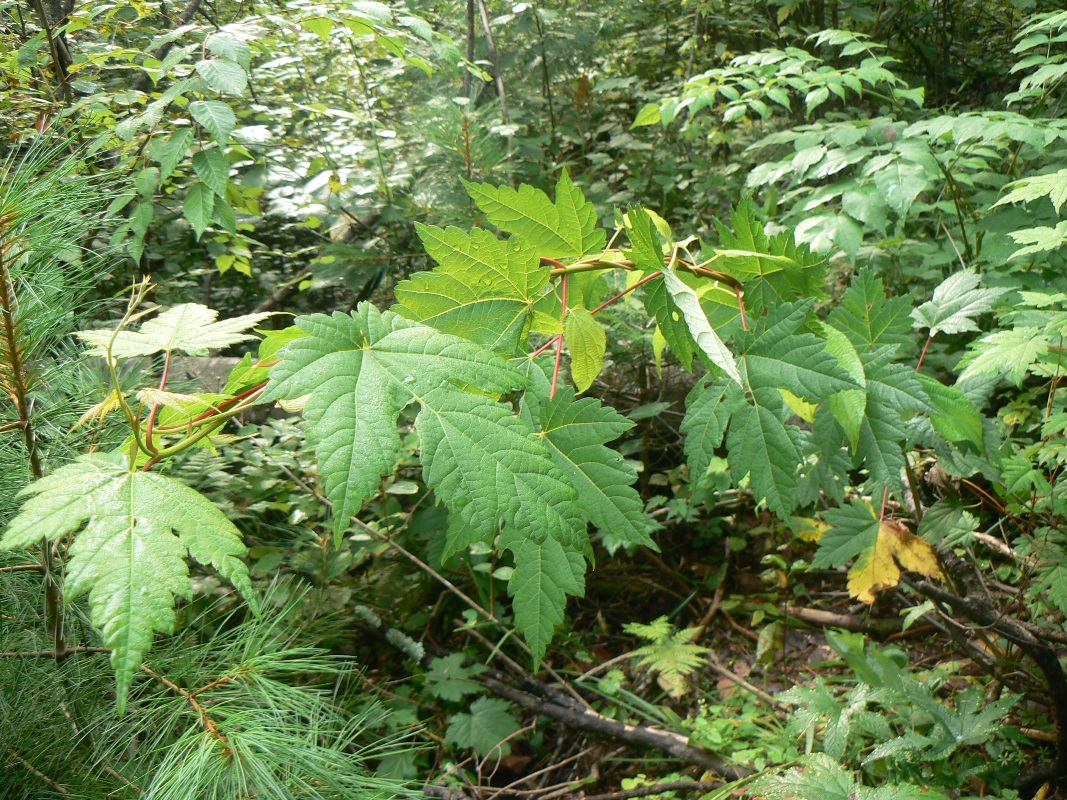 Image of Acer ukurunduense specimen.