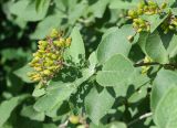 Viburnum lantana