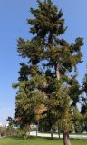 Cryptomeria japonica. Взрослое дерево. Краснодарский край, г. Краснодар, парк \"Краснодар\". 15.10.2021.