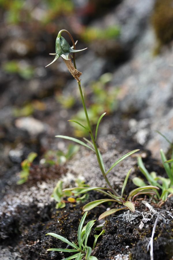 Изображение особи Campanula rotundifolia.