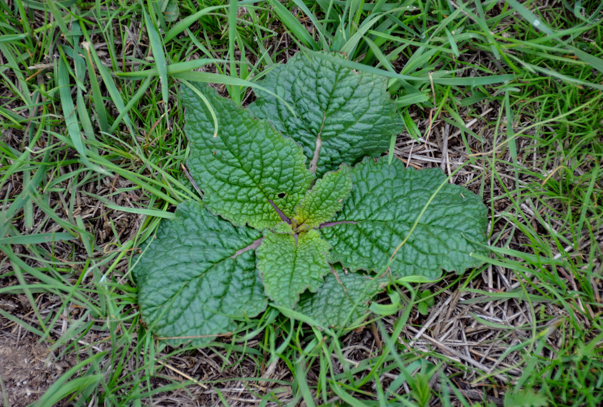 Image of Verbascum phoeniceum specimen.