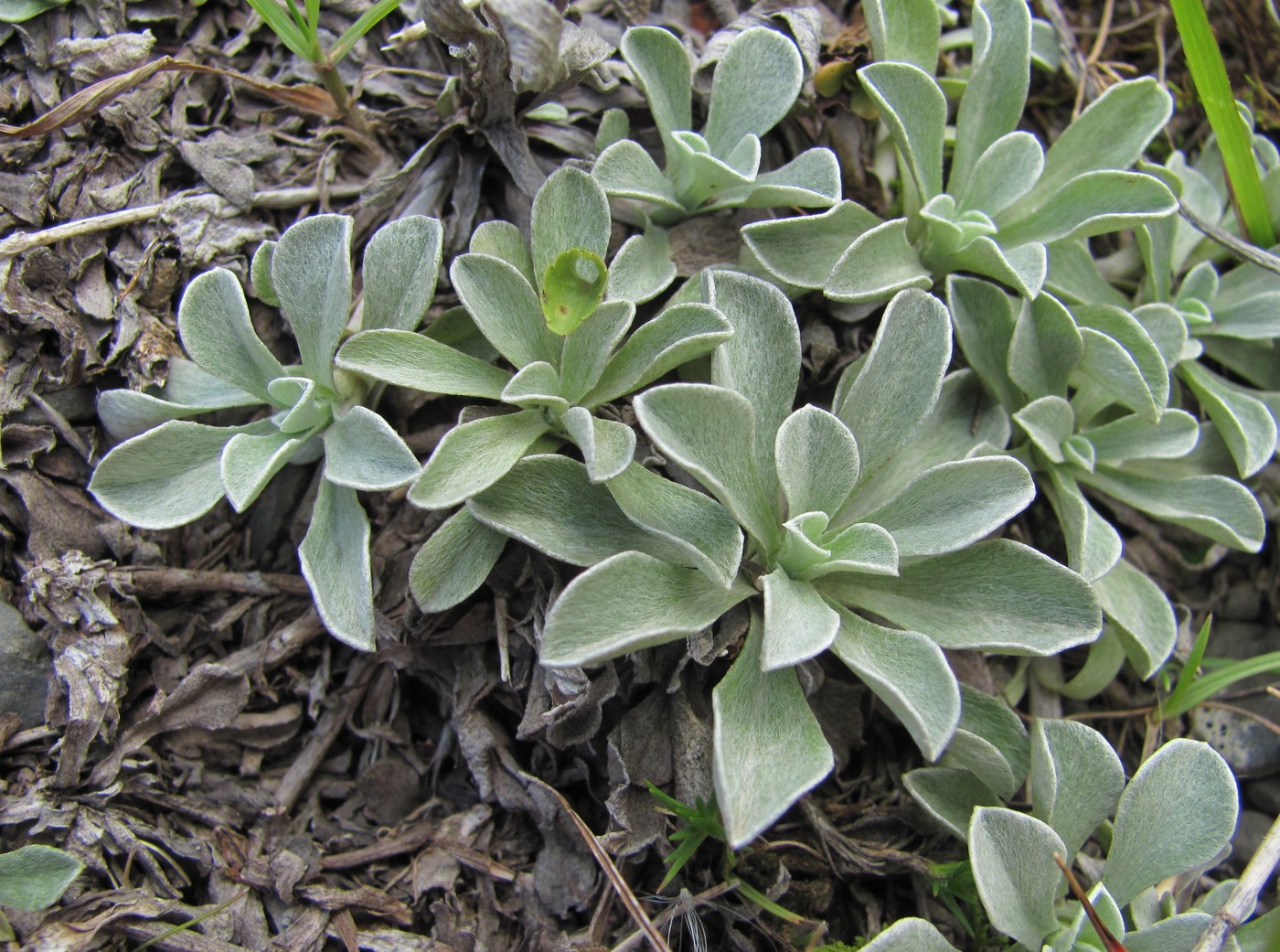 Изображение особи Antennaria caucasica.