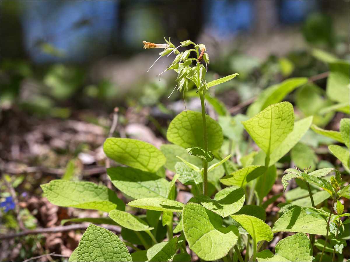 Изображение особи Symphytum grandiflorum.