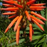 Aloe arborescens