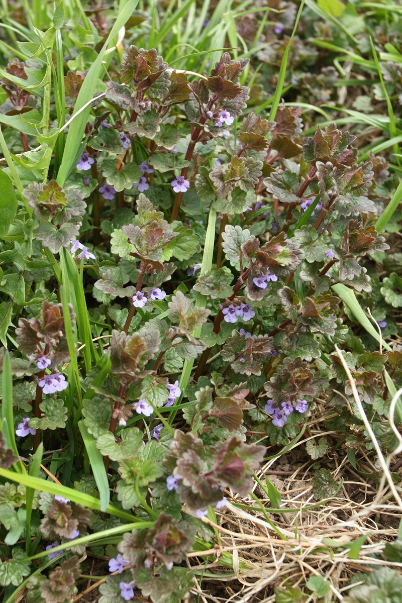 Image of Glechoma hederacea specimen.