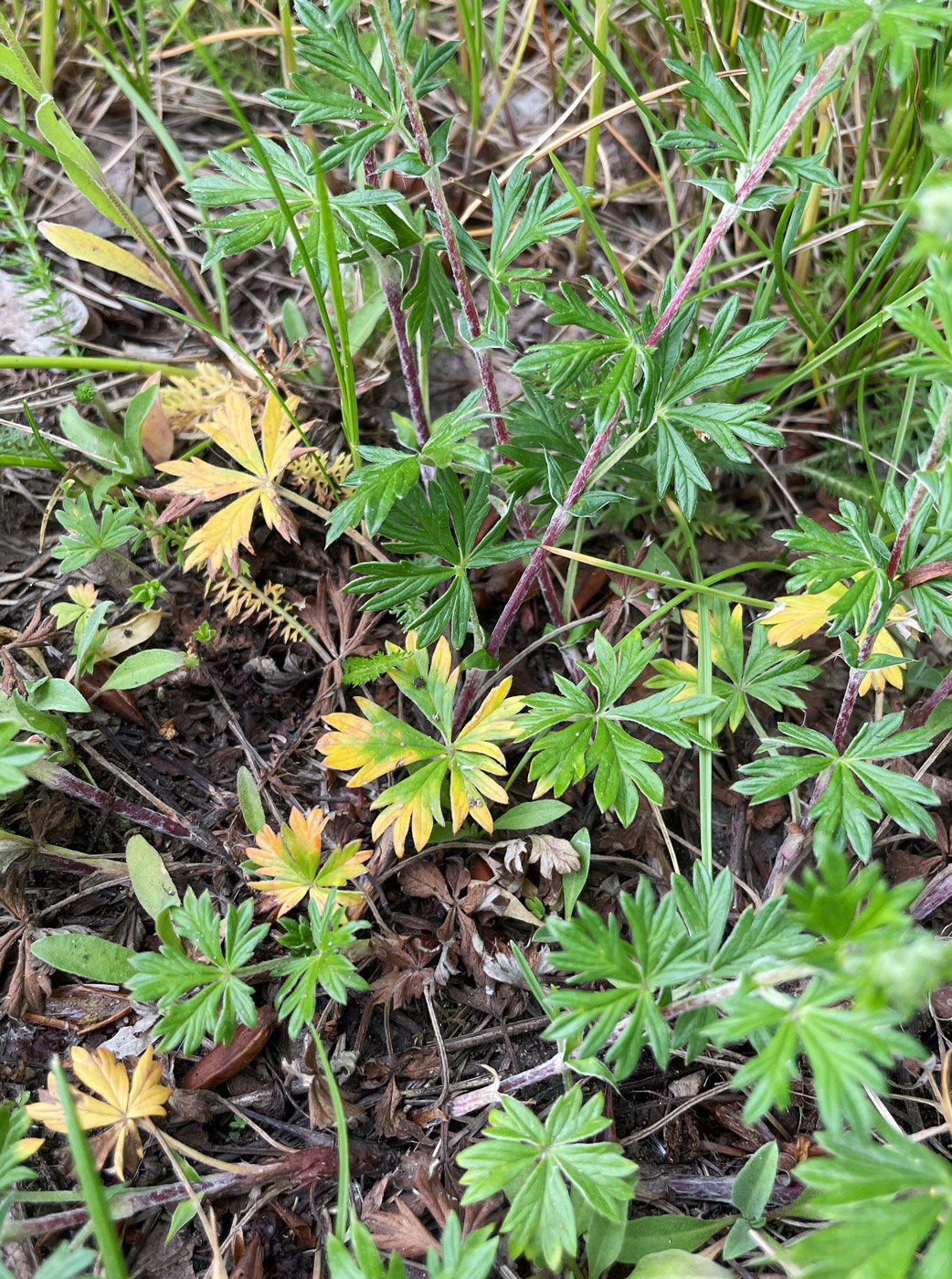 Изображение особи Potentilla argentea.