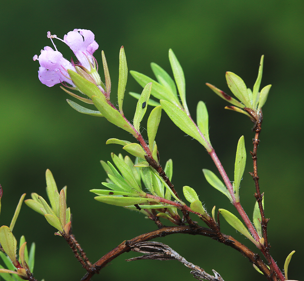 Изображение особи Thymus urussovii.