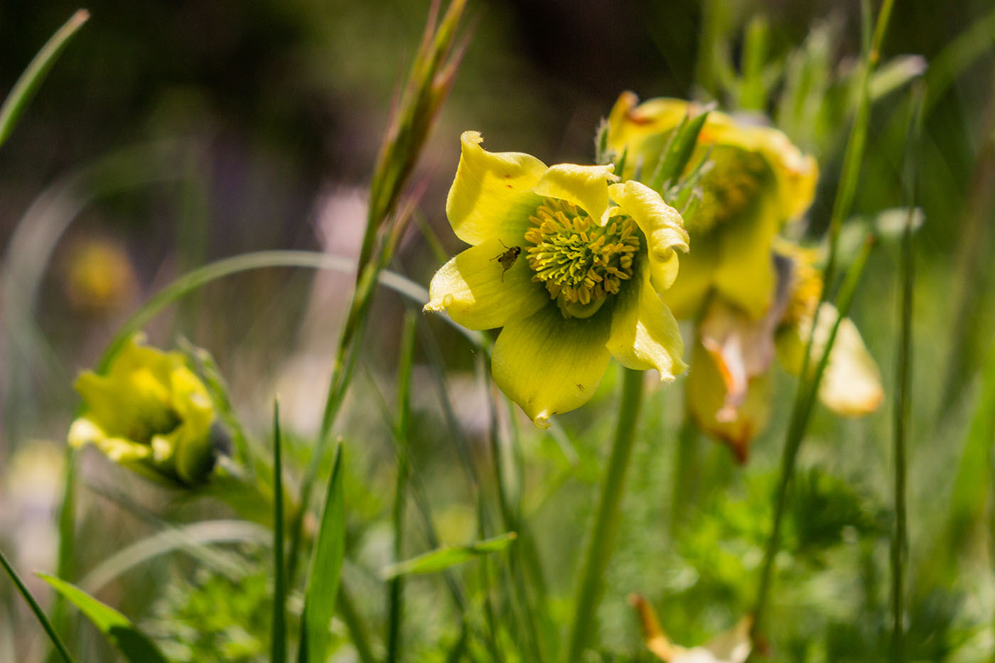 Изображение особи Pulsatilla albana.