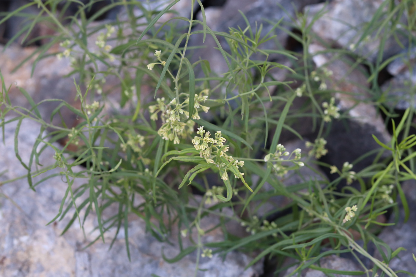 Image of Vincetoxicum sibiricum specimen.