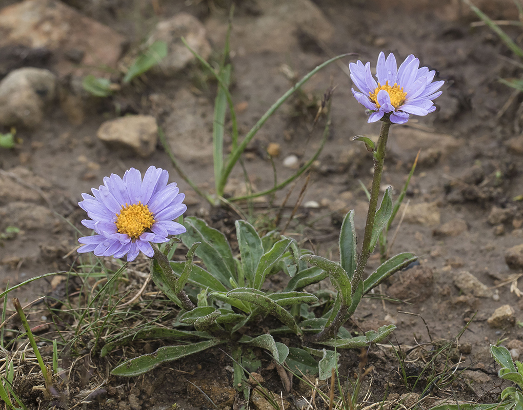 Image of Aster alpinus specimen.